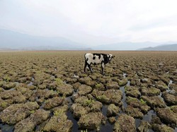 Manusia di Republik Pisang