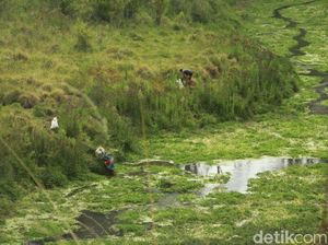 Terkait Savana Sikasur, Pemkab Probolinggo Segera Lapor Kemendagri Terkait Savana Sikasur, Pemkab Probolinggo Segera Lapor Kemendagri
