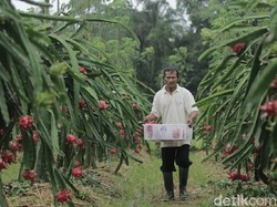 Ratusan Anak Muda Ikut Kompetisi Startup Agribisnis Banyuwangi