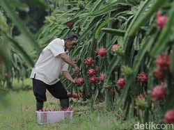 Strategi Pertanian Berwawasan Agrobisnis