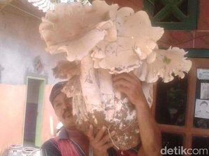Wow! Jamur Raksasa Ini Ditemukan Warga Jember