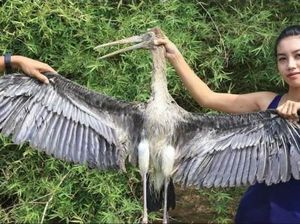 Waduh! Demi Dapat Banyak Viewer, YouTuber Ini Makan Hewan Dilindungi