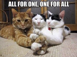 Gambar Kucing Lucu untuk Melawan Teror di Belgia