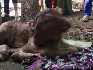 Anak Sapi Berkepala Dua Gegerkan Warga Jember