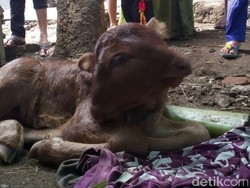 Anak Sapi Berkepala Dua Gegerkan Warga Jember