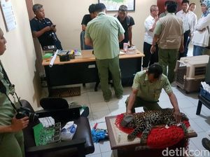 Macan Tutul Diduga Menjelajah Lalu Nyasar ke Kolong Rumah Warga