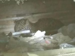 Petugas Pasang Jaring di Rumah Tempat Macan Tutul Ngumpet