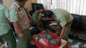 Foto: Macan Tutul Ditembak Bius Saat Ngumpet di Rumah Warga