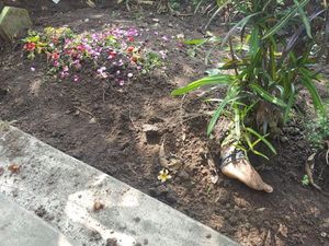 Temuan Mayat dengan Kaki Nongol di Permukaan yang Gegerkan Kediri