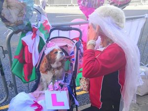 Gemas! Anjing Ini Ikut Nonton Pernikahan Pangeran Harry-Meghan