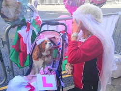 Gemas! Anjing Ini Ikut Nonton Pernikahan Pangeran Harry-Meghan