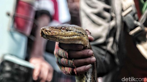Ada Ular Piton di Sungai, Warga Sungai Bambu Heboh