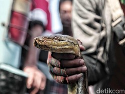 Waspada Ular Bermunculan di Musim Hujan, Bersih-bersih Solusinya