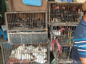 Harga Ayam Kampung Tembus Rp 90.000/Ekor, Ini Kata Peternak
