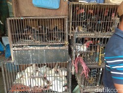 Harga Ayam Kampung Tembus Rp 90.000/Ekor, Ini Kata Peternak