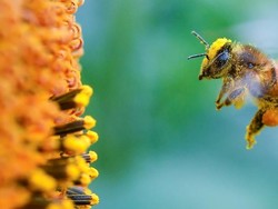 Robot Mata-Mata di Sarang Lebah Bantu Cegah Kepunahan