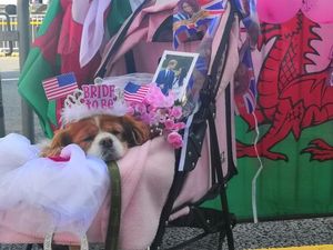 Foto: Camilla, Anjing yang Ikut Bersolek di Nikahan Harry-Meghan