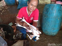 Pasokan Ayam Kampung Minim, Harga Tembus Rp 90.000/Ekor