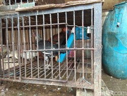 Harga Ayam Kampung Tembus Rp 90.000/Ekor