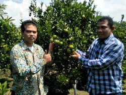 Bantu Petani Ekspor, Kementan Siapkan 1 Juta Bibit Jeruk