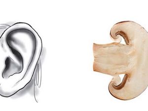 Wow! Beberapa Makanan Ini Mirip Organ Tubuh Manusia