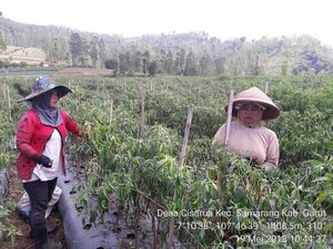 Dipasok dari Garut, Kebutuhan Cabai Jabodetabek Aman