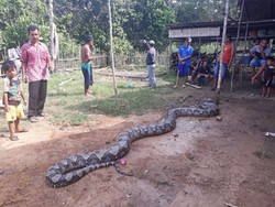Piton Raksasa 8 Meter di Sumsel Lepas, BKSDA Turun Tangan