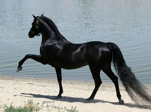 Berani Pelihara Hewan-hewan Ini? Ada yang Harganya Sampai Miliaran Lho