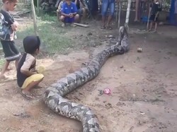 Ular Piton Raksasa Sepanjang 8 Meter Bikin Geger Warga Sumsel