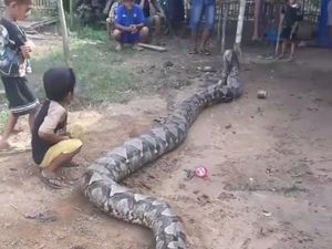 Ular Piton Raksasa Sepanjang 8 Meter Bikin Geger Warga Sumsel Ular Piton Raksasa Sepanjang 8 Meter Bikin Geger Warga Sumsel