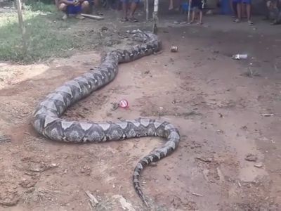 Ini Ular Piton Raksasa Gembul 8 Meter yang Ditemukan di Sumsel