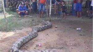 Foto: Waspada, Ular Piton Raksasa di Sumsel Lepas dari Ikatannya