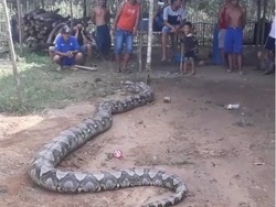 Ular Piton Raksasa di Sumsel Bisa Mangsa Kerbau hingga Manusia