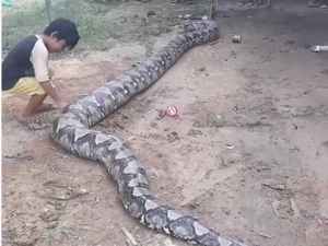 Piton Raksasa yang Ditangkap di Sumsel Lepas, Warga Resah Piton Raksasa yang Ditangkap di Sumsel Lepas, Warga Resah