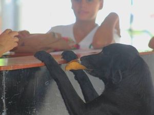 Lihat Aksi Pintar Anjing yang Ganti Uang Pakai Daun untuk Beli Biskuit