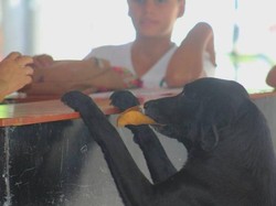 Lihat Aksi Pintar Anjing yang Ganti Uang Pakai Daun untuk Beli Biskuit