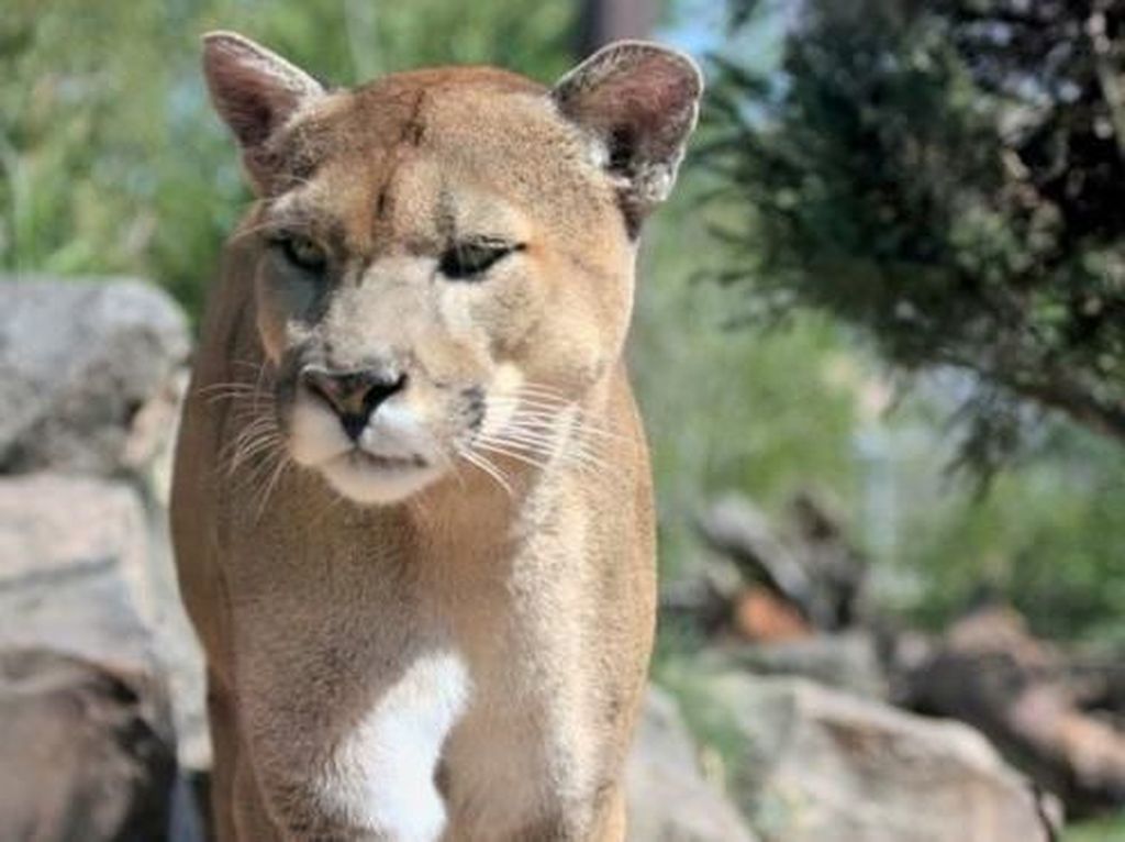 Serang 2 Pesepeda, Seekor Puma Ditembak Mati di AS Serang 2 Pesepeda, Seekor Puma Ditembak Mati di AS
