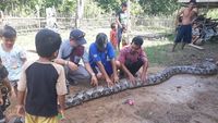 Foto: Anak-anak Dibiarkan Dekati Piton Raksasa di Sumsel