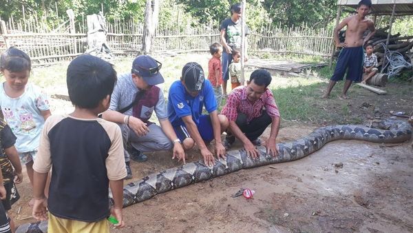Foto: Anak-anak Dibiarkan Dekati Piton Raksasa di Sumsel