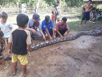 Foto: Anak-anak Dibiarkan Dekati Piton Raksasa di Sumsel