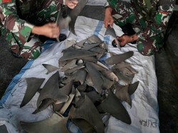TNI Gagalkan Penyelundupan Sirip Hiu dari Papua Nugini