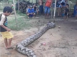 Lepas, Teror Piton Raksasa di Sumsel Berlanjut