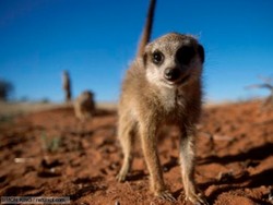 Bunuh Meerkat Hamil di Kebun Binatang, Bocah 12 Tahun Dibully