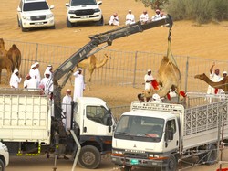 Uniknya Balap Unta di Dubai