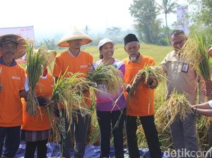 Ikut Panen Raya di Garut, Rini Minta BUMN Serap Gabah Petani Ikut Panen Raya di Garut, Rini Minta BUMN Serap Gabah Petani