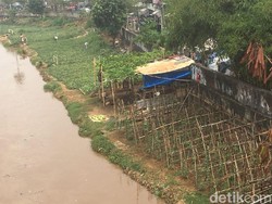 Deg-degan Menanam Timun Suri di Banjir Kanal Barat