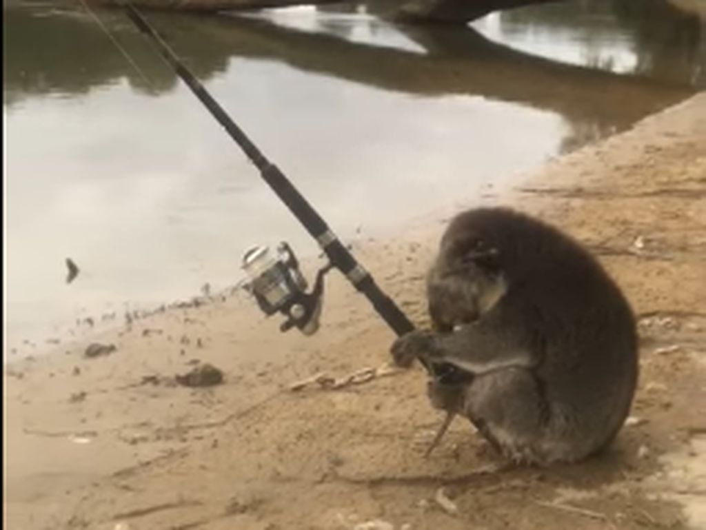 Lucunya! Seekor Koala Kedapatan Asyik Memancing di Tepi Sungai