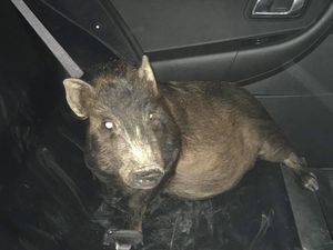 Diikuti Babi Secara Misterius, Pria AS Lapor Polisi