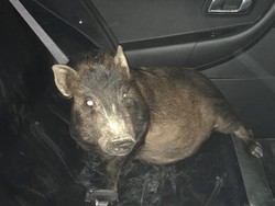 Diikuti Babi Secara Misterius, Pria AS Lapor Polisi