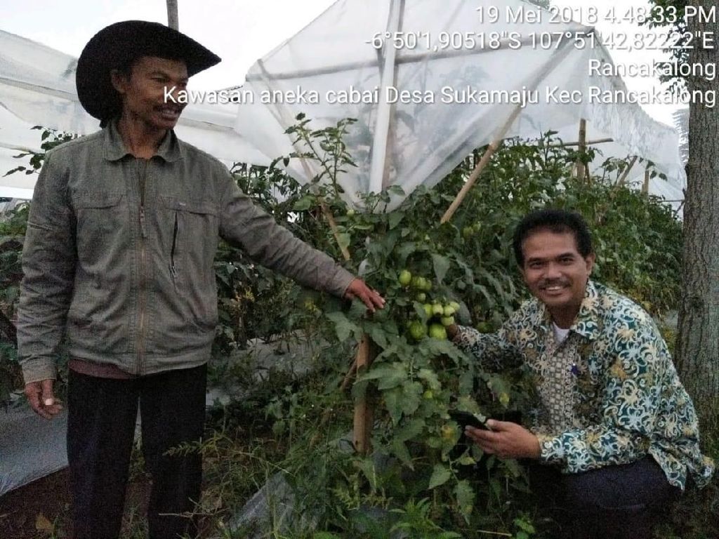 Pakai Teknologi Ini, Petani Cabai Tak Perlu Khawatir Saat Hujan Pakai Teknologi Ini, Petani Cabai Tak Perlu Khawatir Saat Hujan